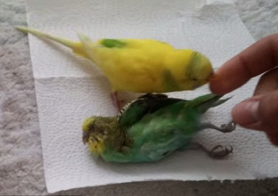 这种肉被叫做“美容肉” 对心血管病人很好!不妨多吃点【英亚官方网站】(图1) 英亚官网首页