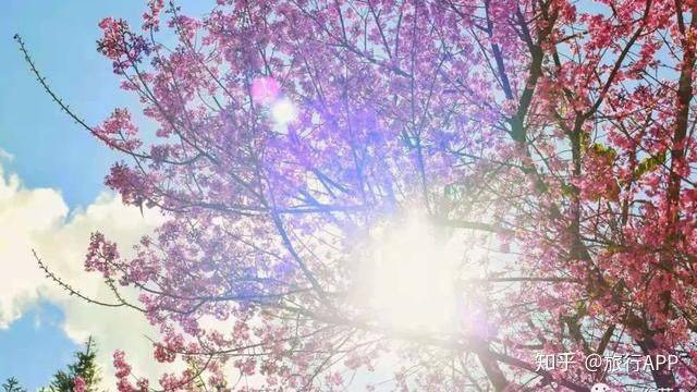 
去嗨皮海内游｜一起去西双版纳吧 看看浪漫花城‘英亚官网’(图4)