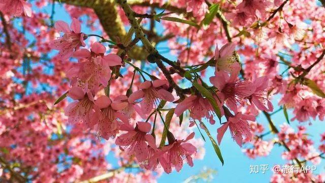 
去嗨皮海内游｜一起去西双版纳吧 看看浪漫花城‘英亚官网’(图5)