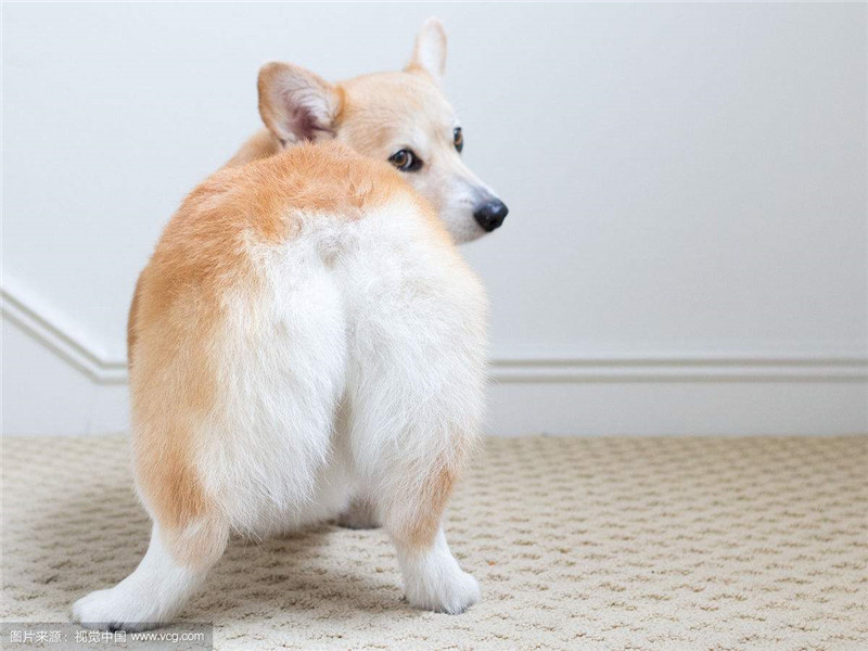 ‘英亚官方网站’最大圣杯战!《Fate/Apocrypha》公布大量新情报 7月播出(图1) 英亚官网