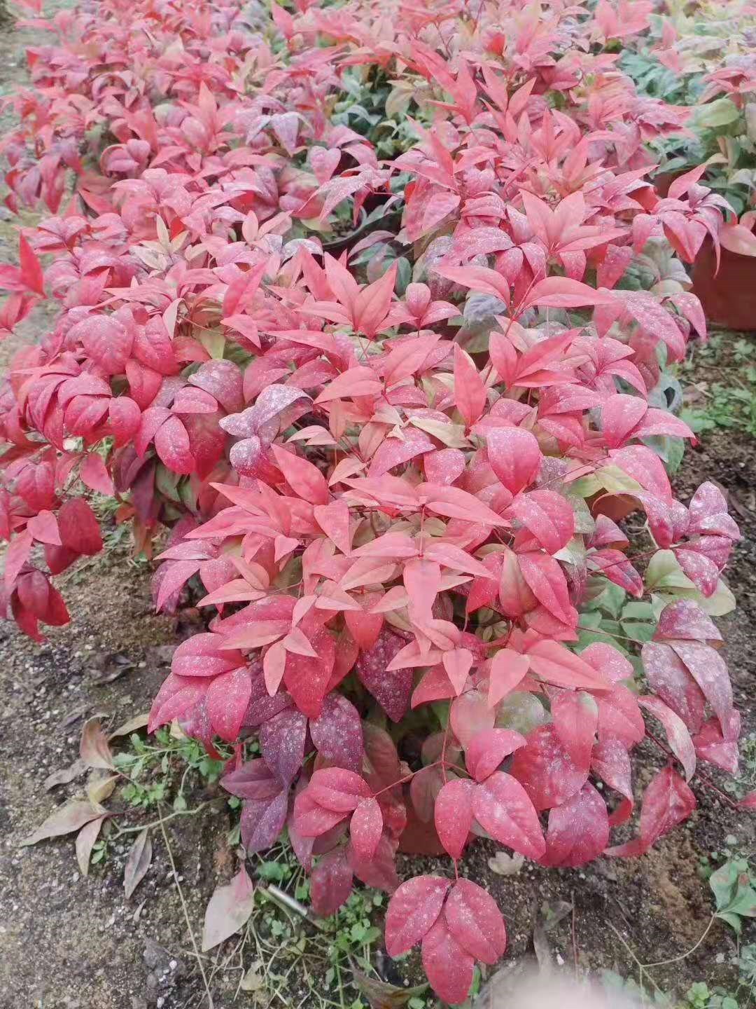 英亚官网首页|《辉夜大小姐想让我告白》隐藏人设揭秘 辉夜大小姐也有劣势(图3) 英亚官网