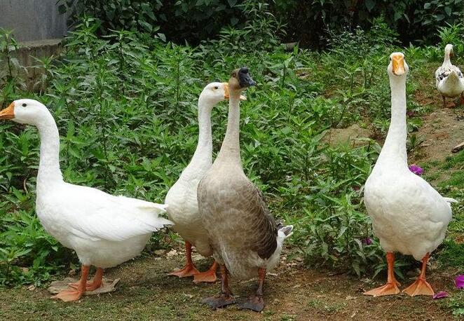 灰指甲加盟品牌哪个更好:英亚官网(图3) 英亚官方网站