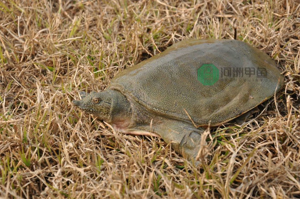 【英亚官网】电影《熊出没》同步5种方言配音 助兴春节“合家欢”(图2) 英亚官网首页